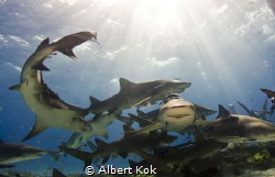 Happy muddle: Lemon sharks under the sun by Albert Kok 